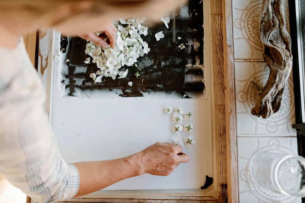 Laying white blossoms onto glass for enfleurage
