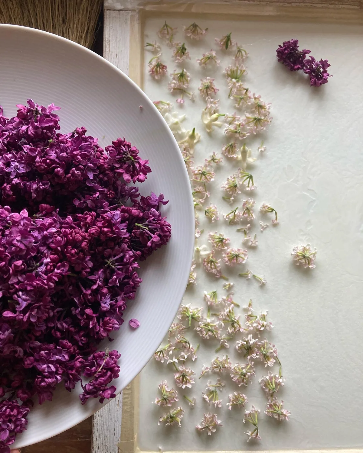 Fresh-picked lilacs heaped on a plate beside blossoms laid out for enfleurage